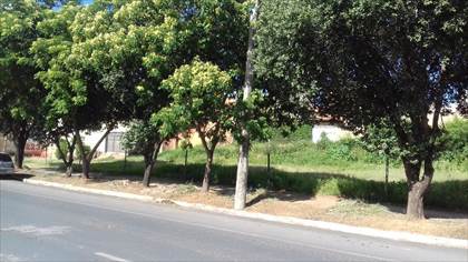 Varias arvores na calçada