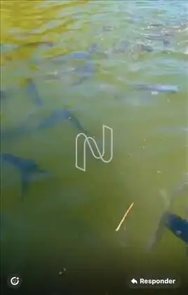 Tanques com peixes 