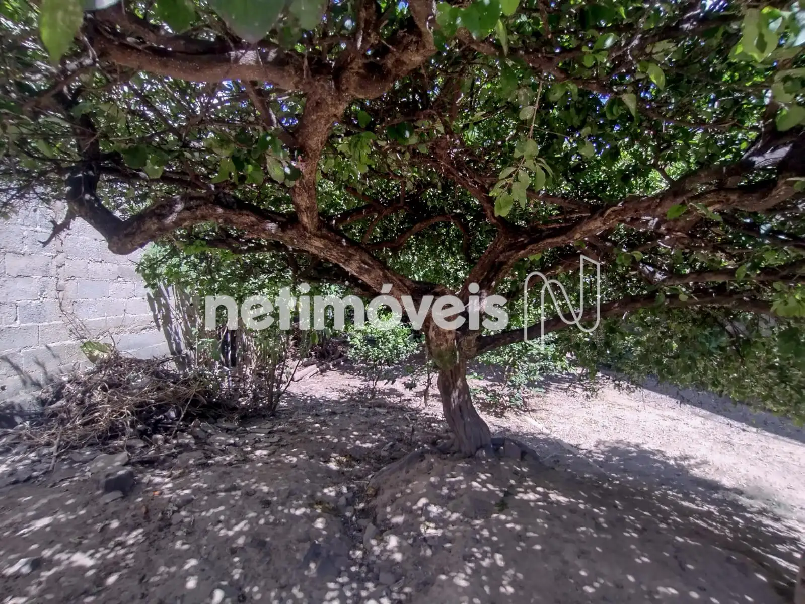 Fundos do quintal - Pé de goiaba