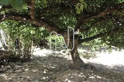 Pé de goiaba 