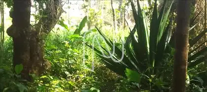   Área externa