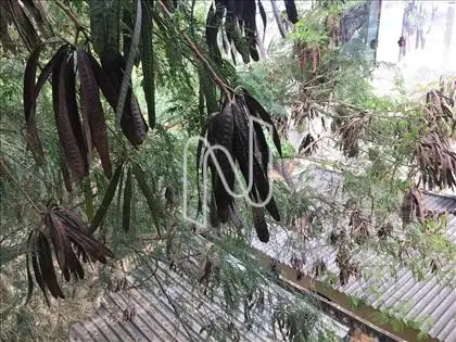 Fundos Quintal