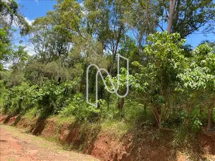 Mata Nativa 