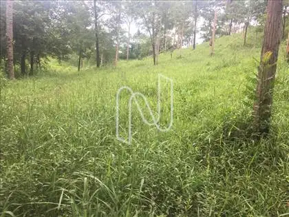 Pasto em Braquiara 