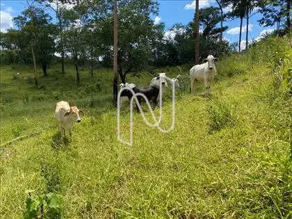Pasto em Braquiara 