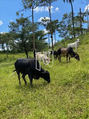 Pasto em Braquiara 