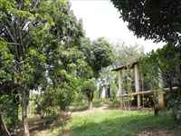 Quintal amplo com árvores frutíferas
