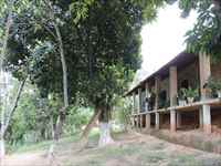 Quintal com árvores frutíferas