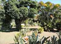 Jardim com árvores e plantas exóticas