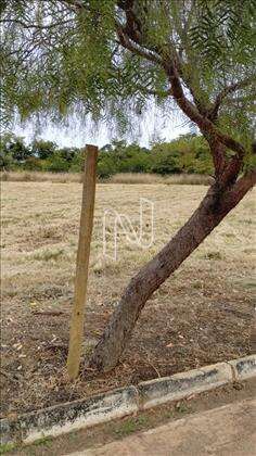 Lote