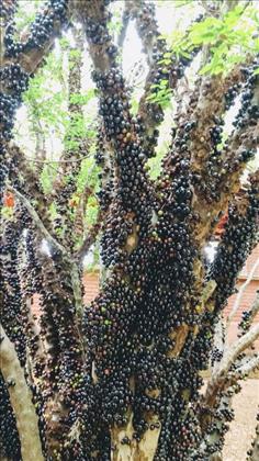 Árvores frutiferas 