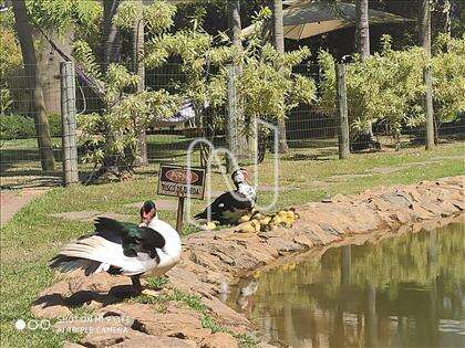 Quintal/lago