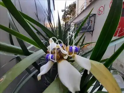 Jardim