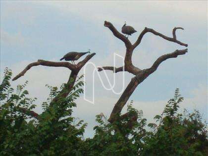 Natureza
