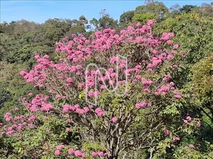 Ipê 
