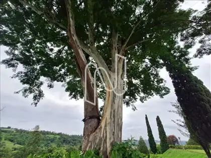 Copa Sombra 