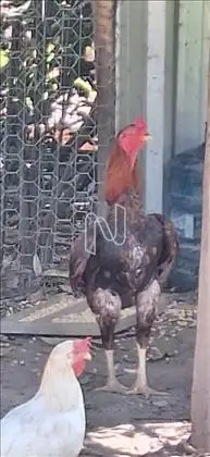 Galinheiro 