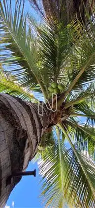 Amanhecer com água de coco liberada 
