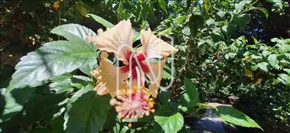 Condomínio Estância do Hibisco 