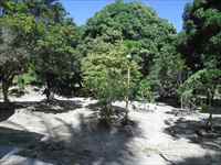 Pomar