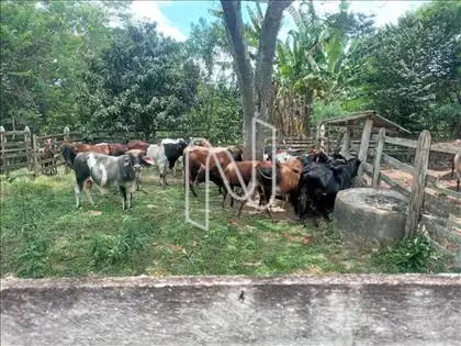 Área de Curral
