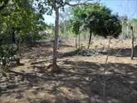 Lote 13 - Lote