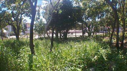  Lote