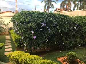  Jardim