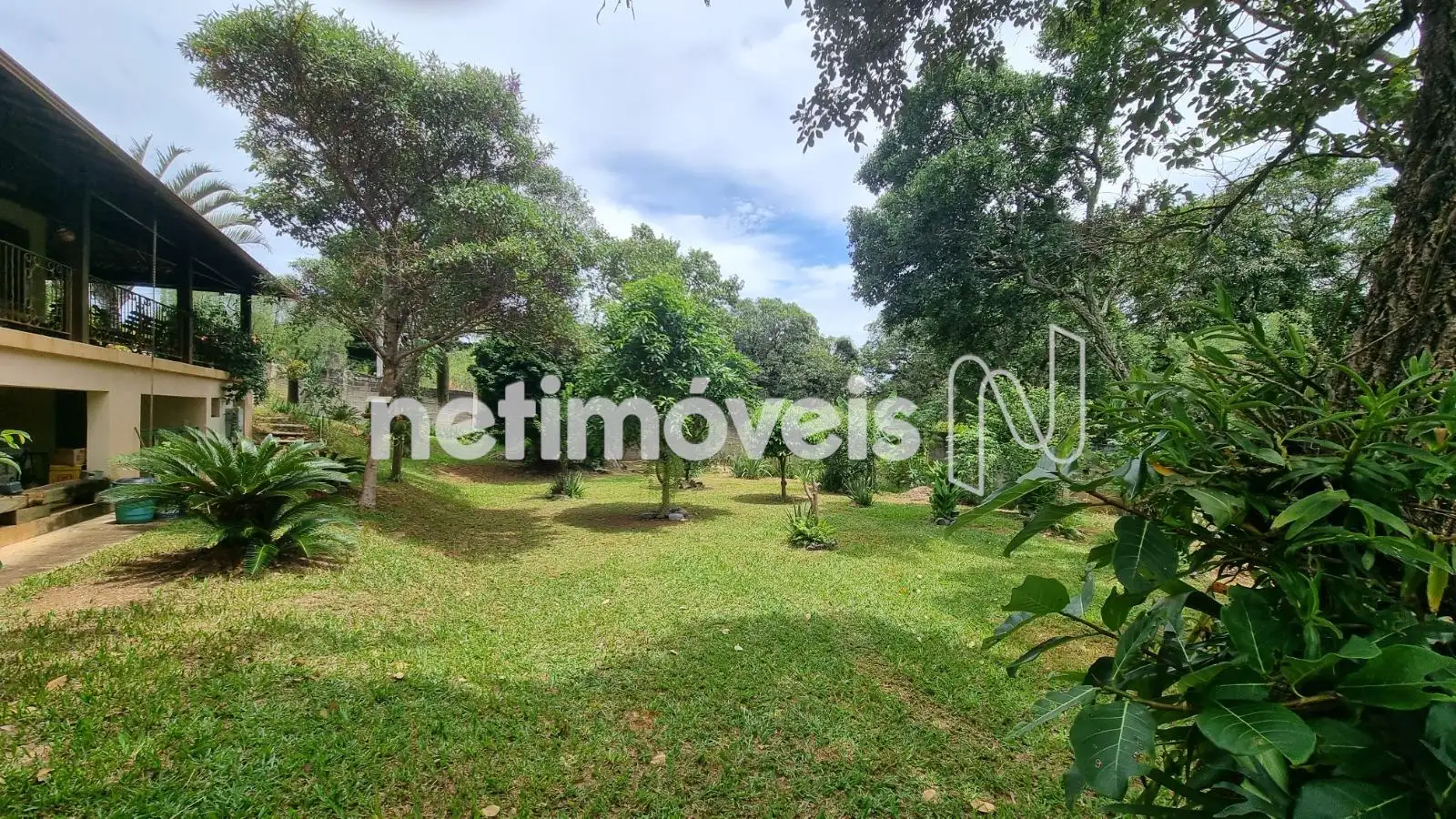 Pequizeiro centenário ao fundo