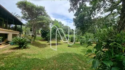 Pequizeiro centenário ao fundo