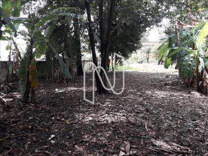 Lote  