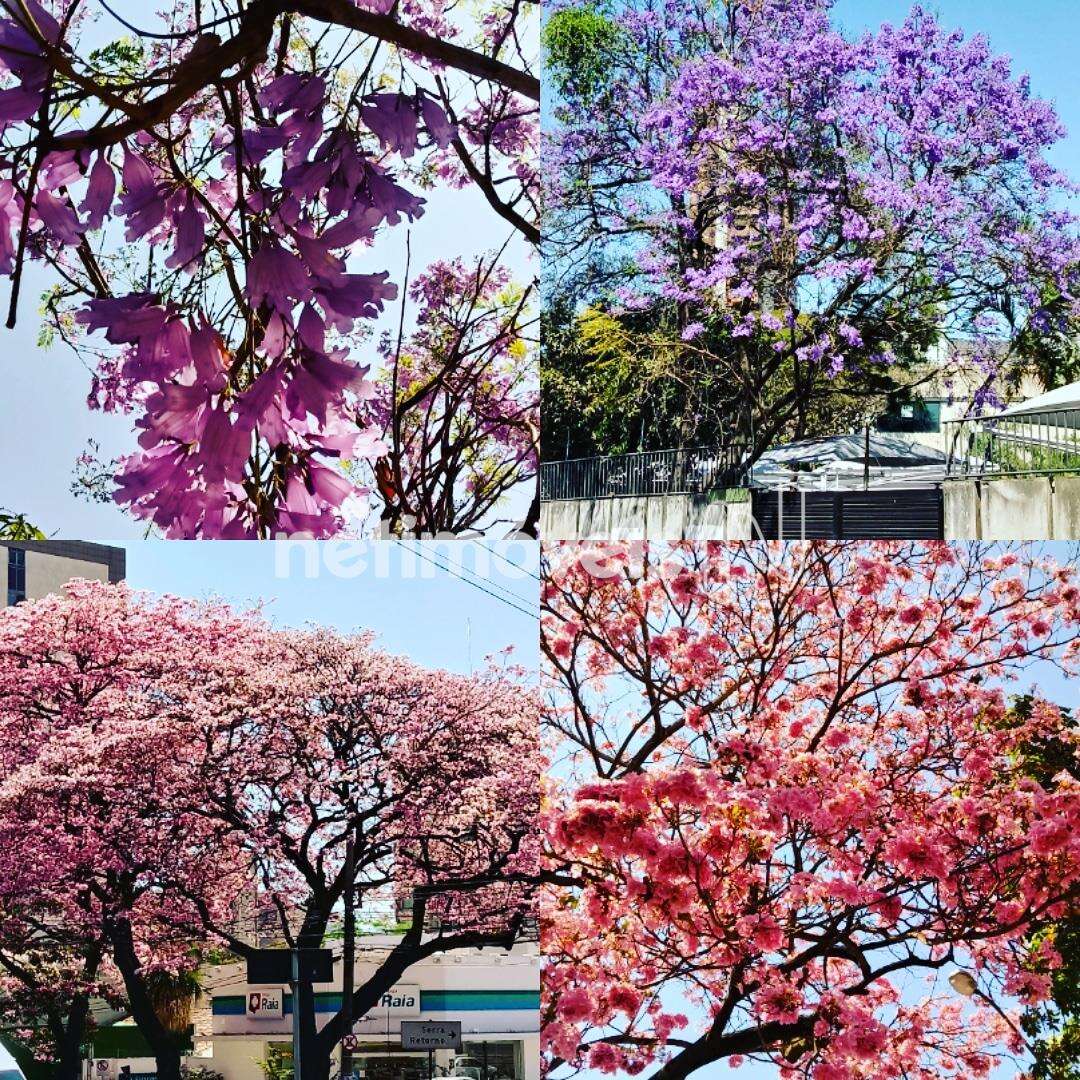 Região com belas árvores