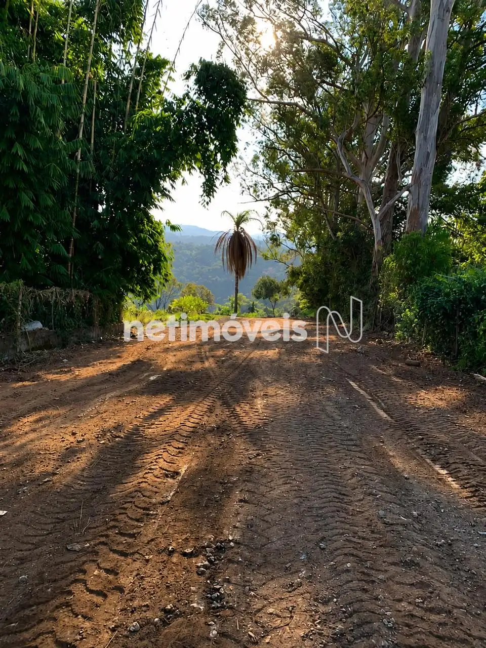 Lote