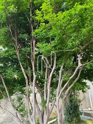 Jabuticaba 