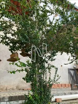 Pé de Jabuticaba 