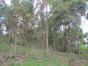 Sítio-Lote-Terreno-Área- ItambédoMatoDentro 