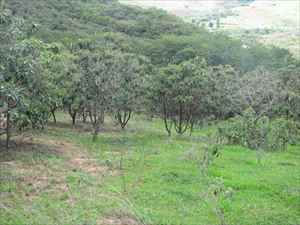 Sítio-Lote-Terreno-Área- ItambédoMatoDentro