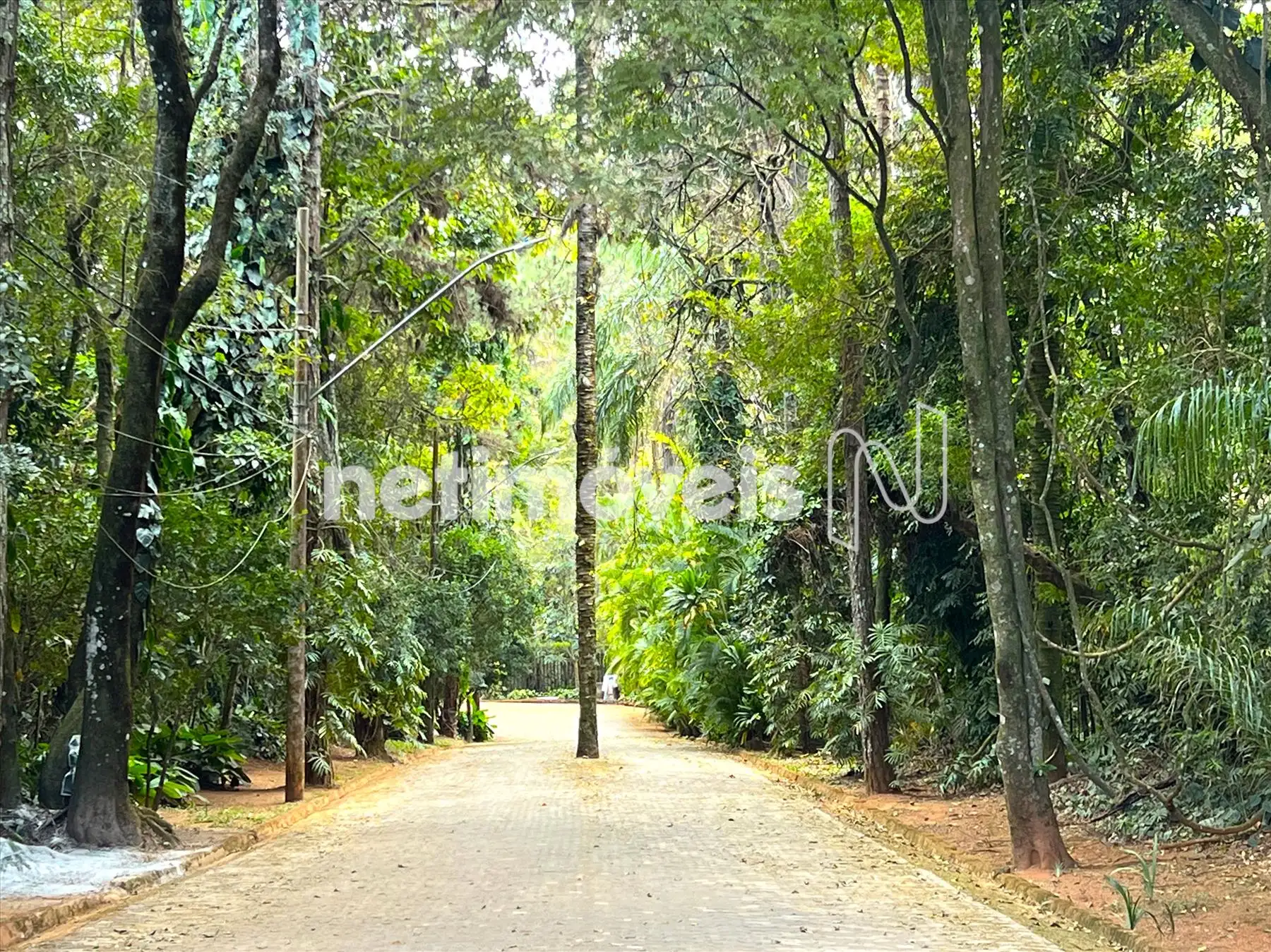 Alameda das Palmeiras