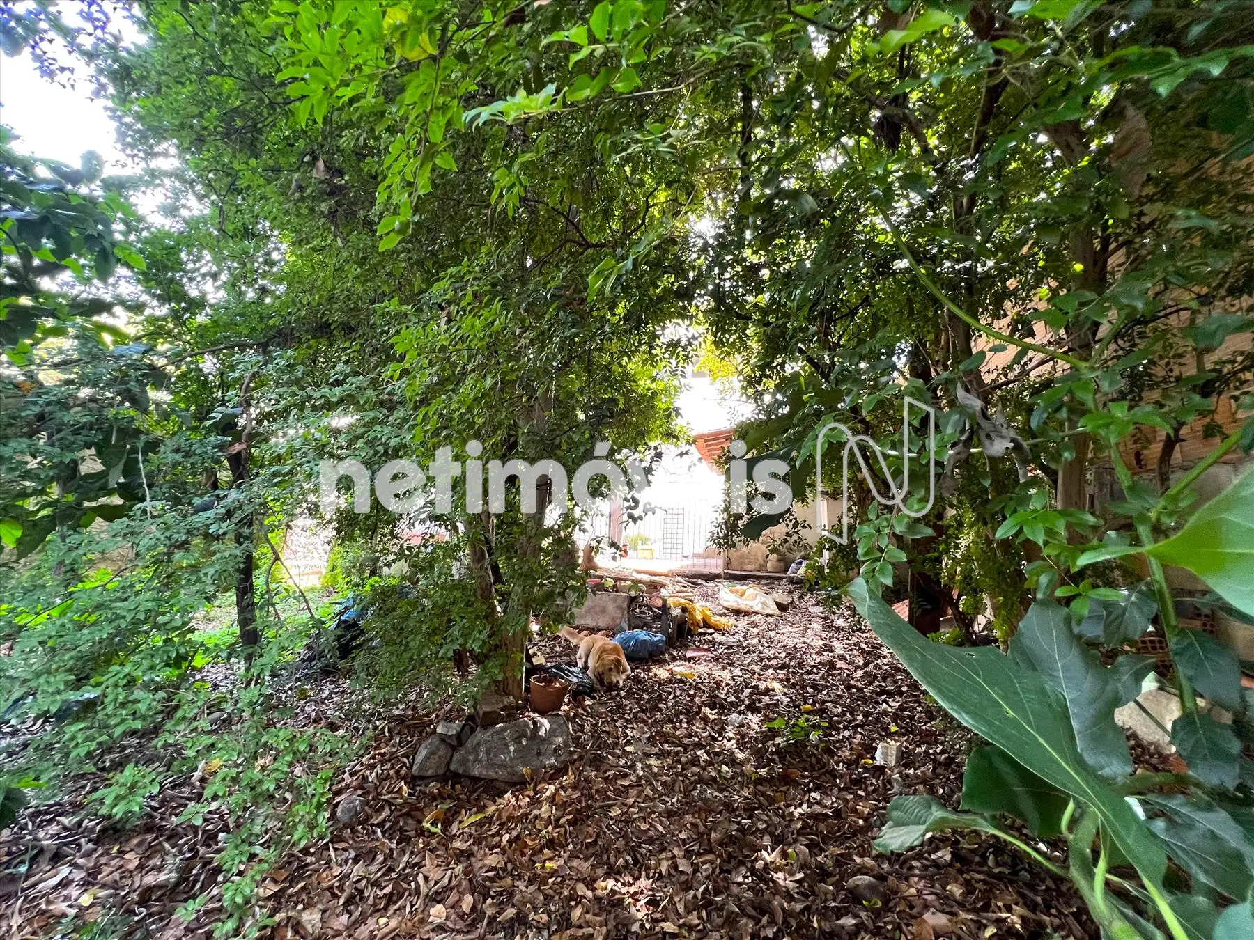 Bosque/Pomar ângulo 2