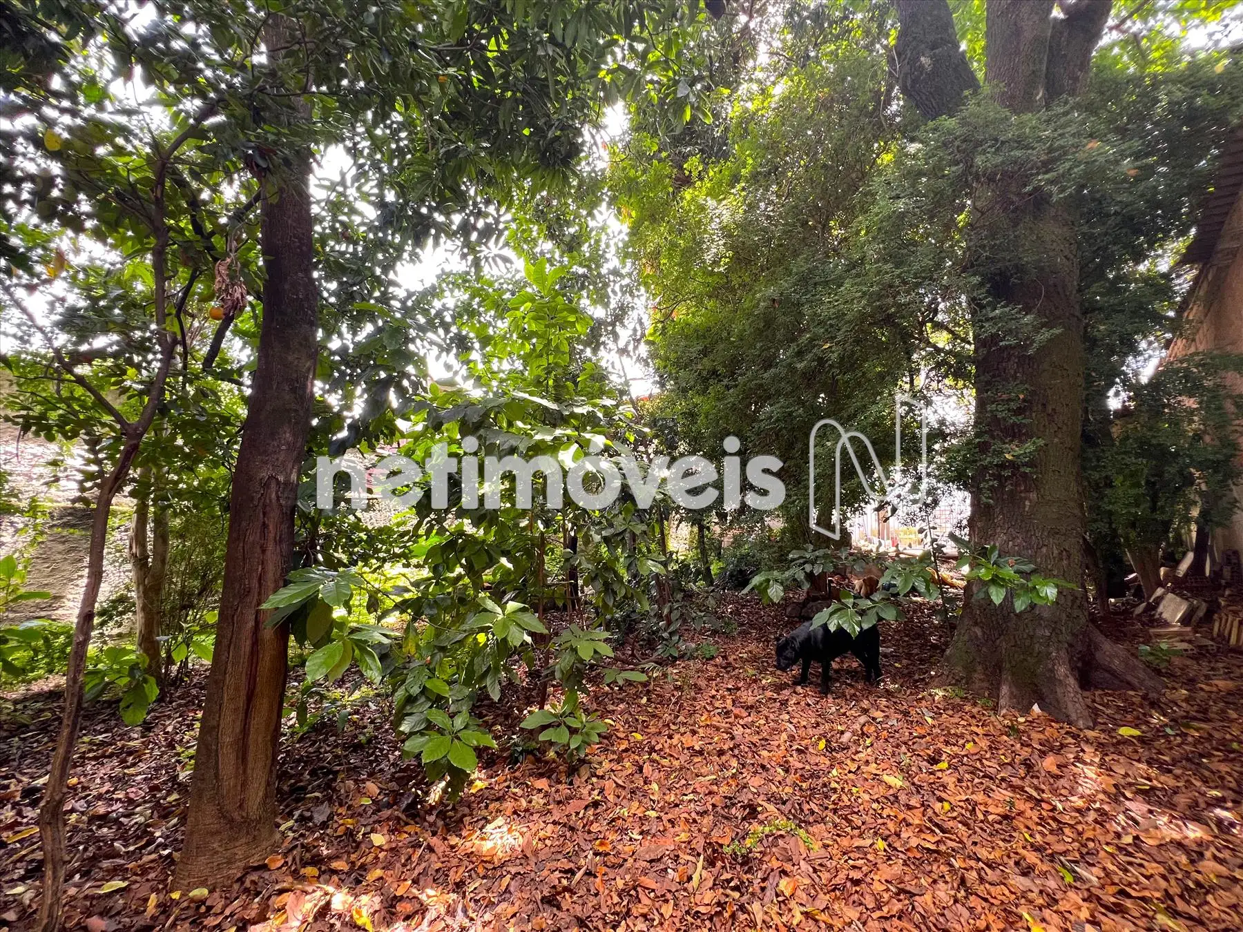 Bosque/Pomar ângulo 1