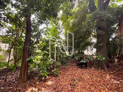 Bosque/Pomar ângulo 1 