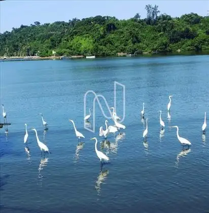 Área de Preservação ambiental/ Pr. do Jequiá
