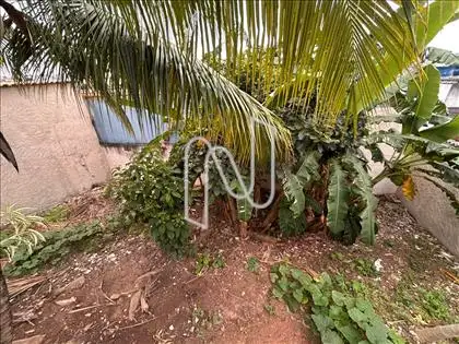 Terreno árvores frutíferas