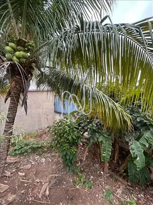 Terreno árvores frutíferas