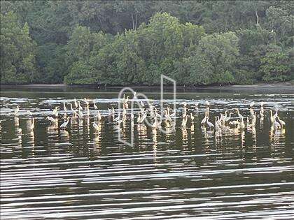 Área de preservação ambiental. 