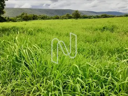 A8 PASTOS/ÁREA 