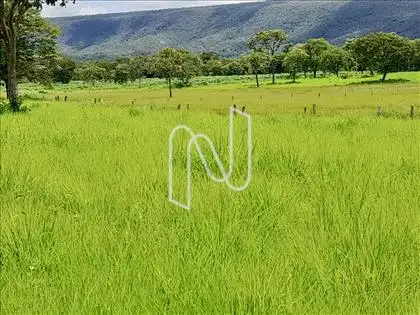 A5 PASTOS/ÁREA 