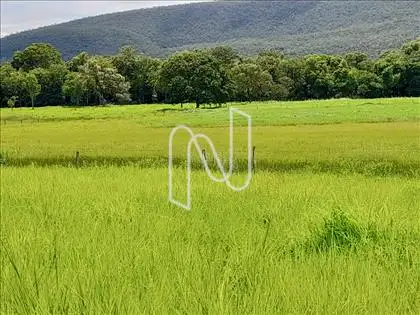 A7 PASTOS/ÁREA 