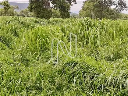 B1 PASTOS/ÁREA 