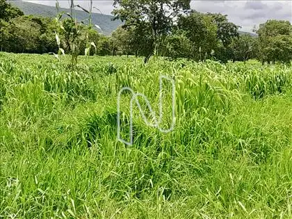B2 PASTOS/ÁREA 